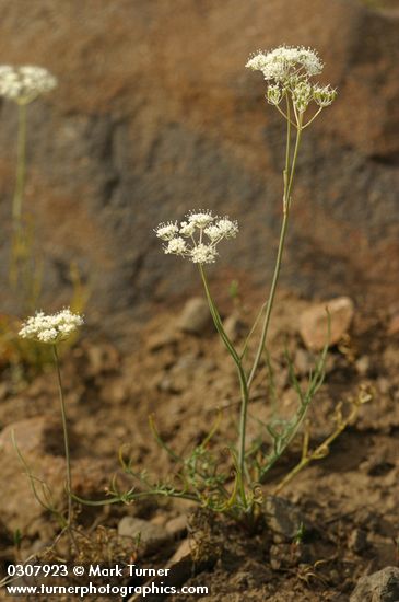 Lomatium cusickii