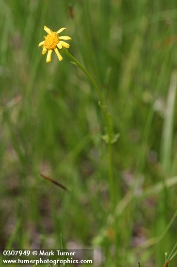 Senecio sphaerocephalus