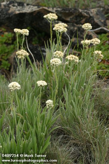 Antennaria argentea