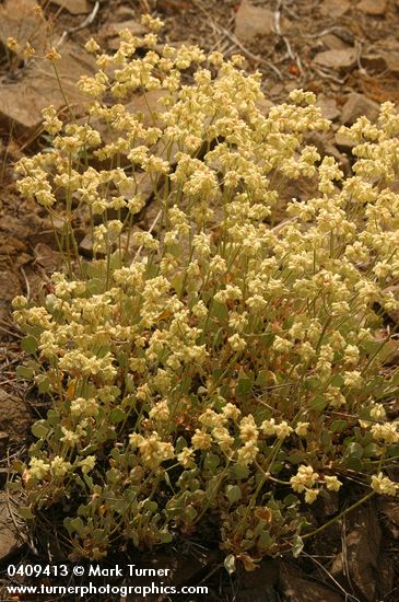 Eriogonum strictum