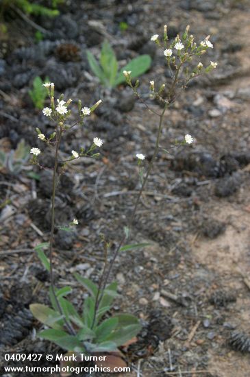 Hieracium albiflorum