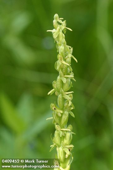 Platanthera stricta (Habenaria saccata)