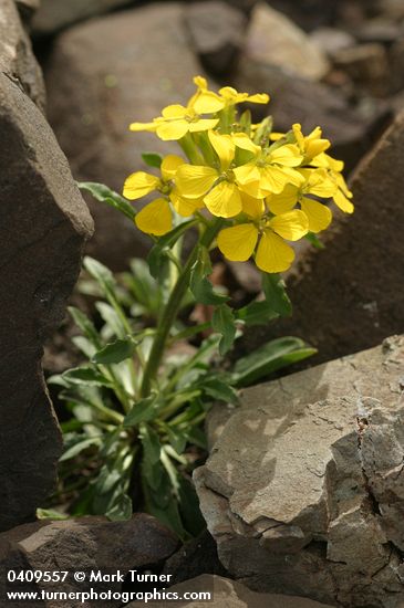 Erysimum arenicola