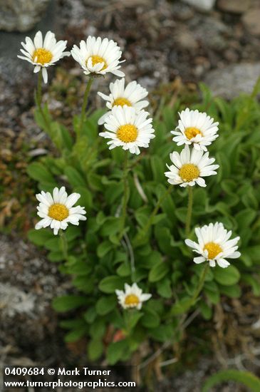 Erigeron flettii