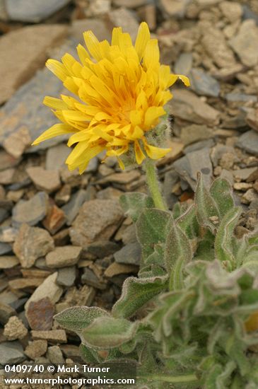 Nothocalais alpestris (Microseris alpestris)