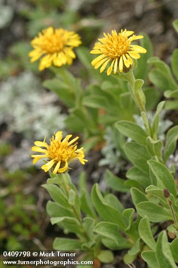 Tonestus lyallii (Haplopappus lyallii)