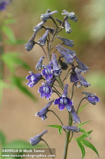 Delphinium glaucum