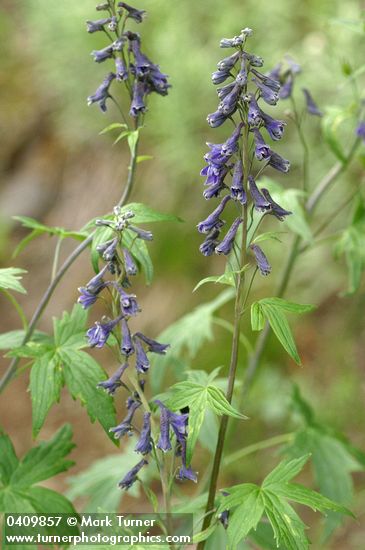 Delphinium glaucum