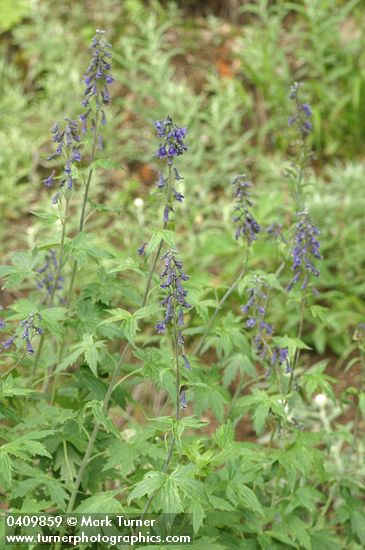 Delphinium glaucum