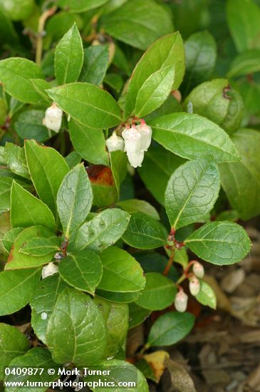 Gaultheria procumbens