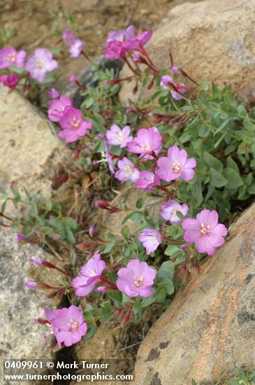 Epilobium siskiyouense