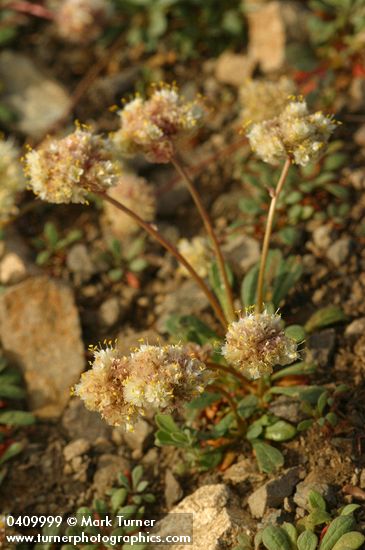 Cistanthe umbellata