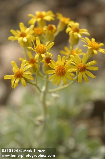 Packera cana (Senecio canus)