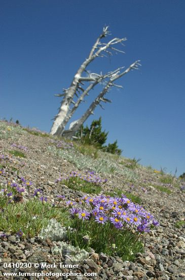 Erigeron elegantulus; Pinus albicaulis