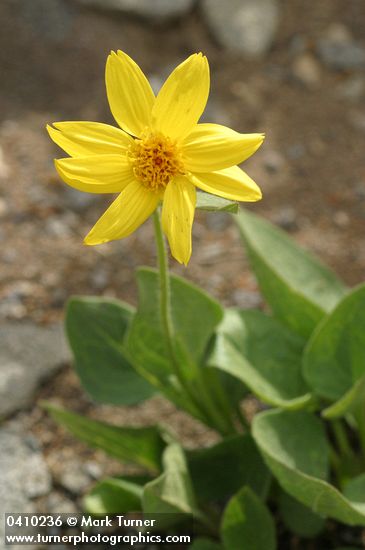 Arnica diversifolia