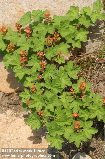 Ribes erythrocarpum