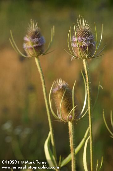 Dipsacus fullonum