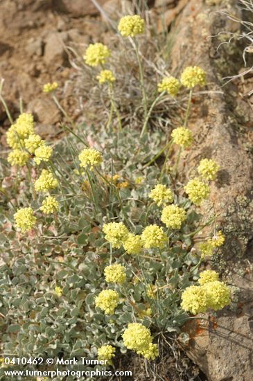 Eriogonum ovalifolium var. purpureum