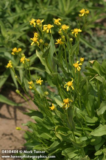 Senecio crassulus