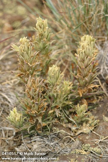 Castilleja pilosa var. steenensis