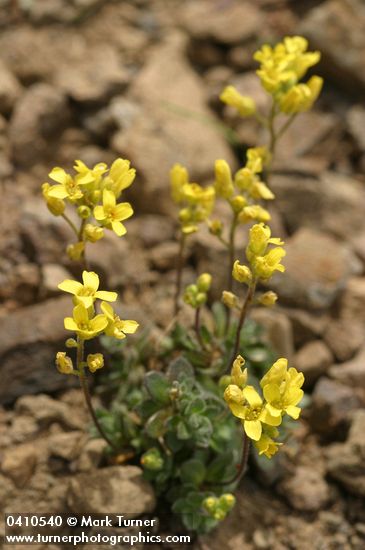 Draba cusickii