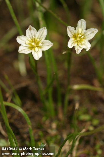 Lloydia serotina