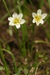 Alpine Lily