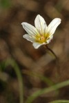 Alpine Lily blossom detail