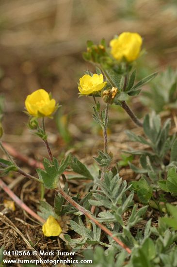 Potentilla drummondii ssp. breweri (P. breweri)