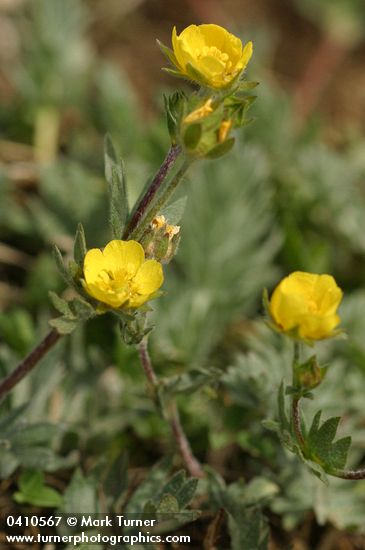 Potentilla drummondii ssp. breweri (P. breweri)