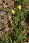 Klamath Cinquefoil