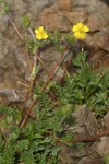 Klamath Cinquefoil