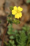 Klamath Cinquefoil blossom detail