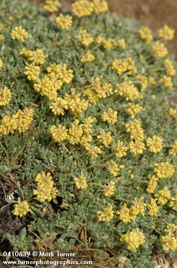 Eriogonum caespitosum