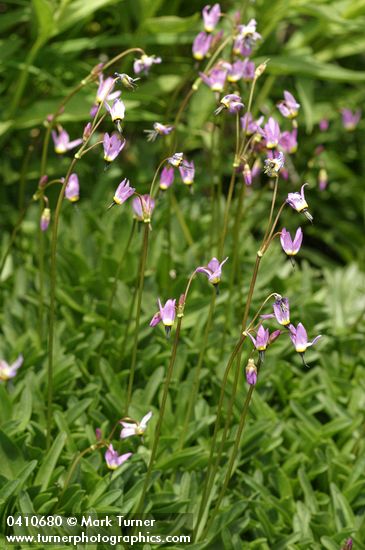 Dodecatheon alpinum