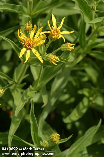 Arnica longifolia