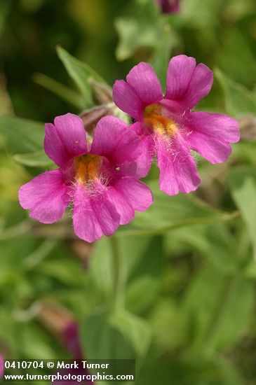 Erythranthe lewisii