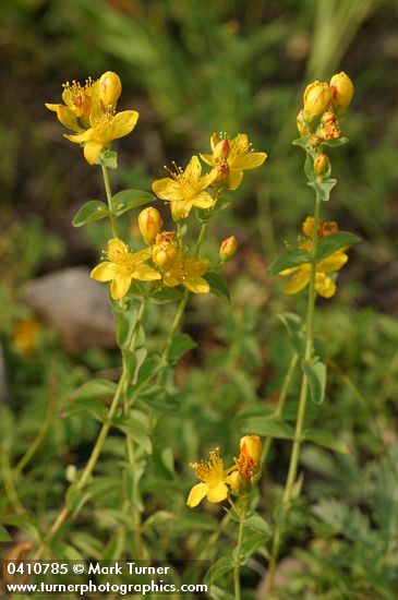 Hypericum scouleri ssp. nortoniae (H. formosum var. nortoniae)