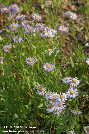 Erigeron speciosus