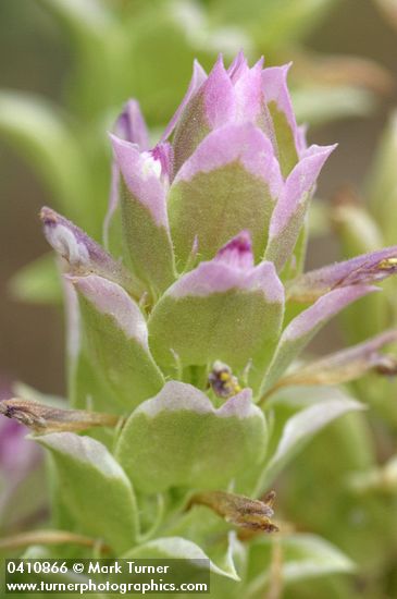 Orthocarpus cuspidatus ssp. copelandii