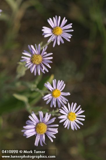 Erigeron corymbosus