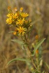 Lance-leaved Goldenweed blossoms & foliage