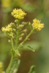 Blunt-leaved Yellowcress blossoms detail