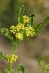 Blunt-leaved Yellowcress blossoms detail