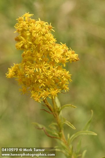 Solidago missouriensis