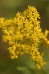 Missouri Goldenrod blossoms detail