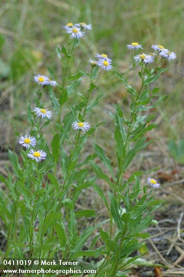 Erigeron speciosus