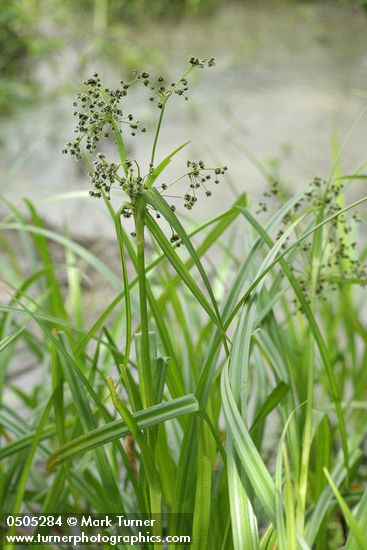 Scirpus microcarpus