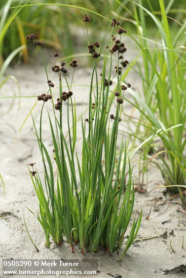 Juncus ensifolius