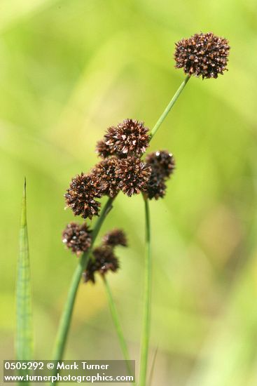 Juncus ensifolius